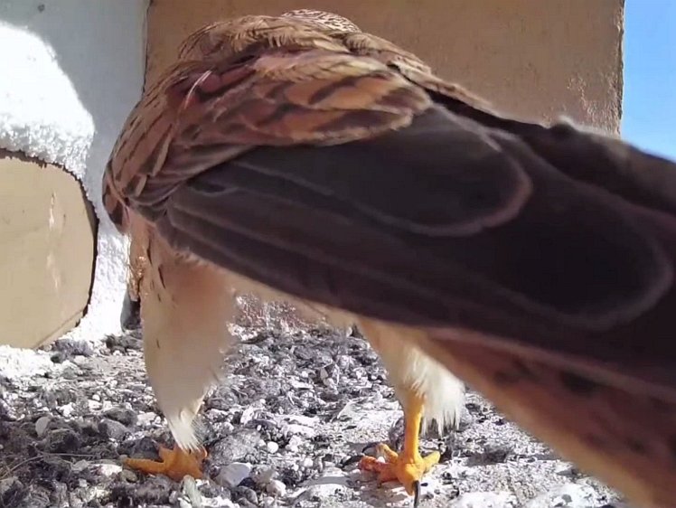 20210723_103555_edit1-0908-sill video 09:08 hen brings food, feeds two, the smallest gets nothing