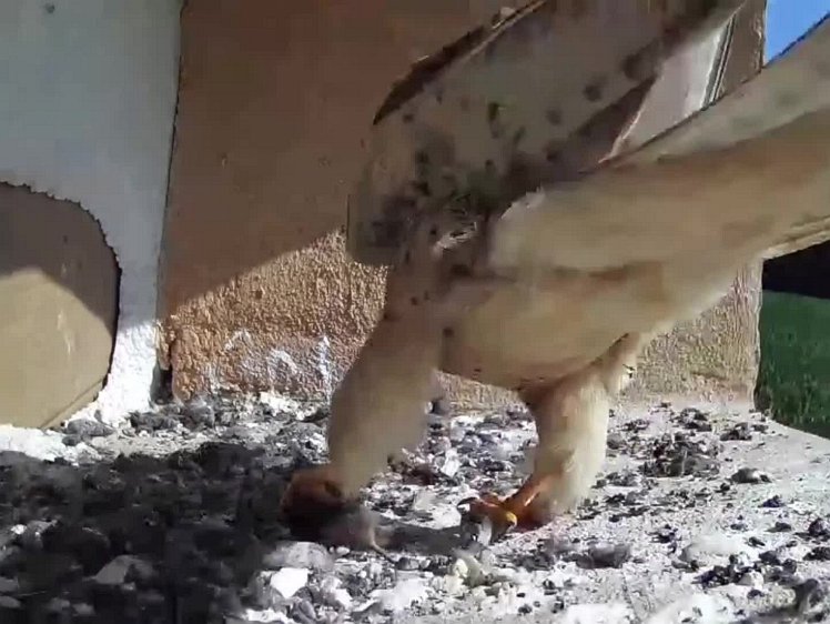 20210723_103840_edit1-0948-sill video 09:47 hen brings food, feeds two; again, the smallest gets nothing