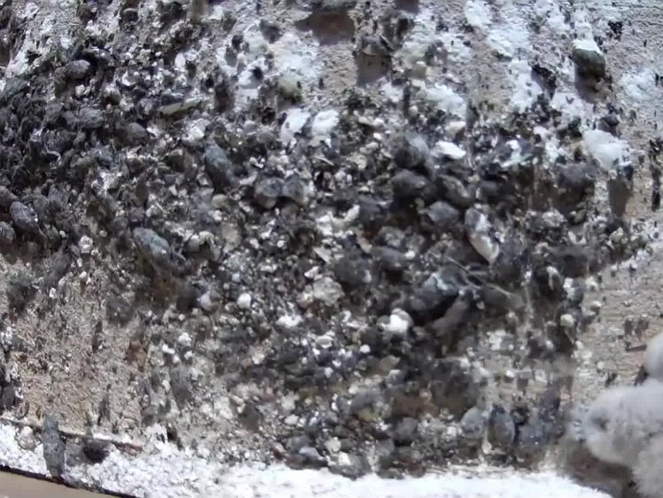 20210723_104235_edit1-0908-top video 09:08 hen brings food, feeds two, the smallest gets nothing