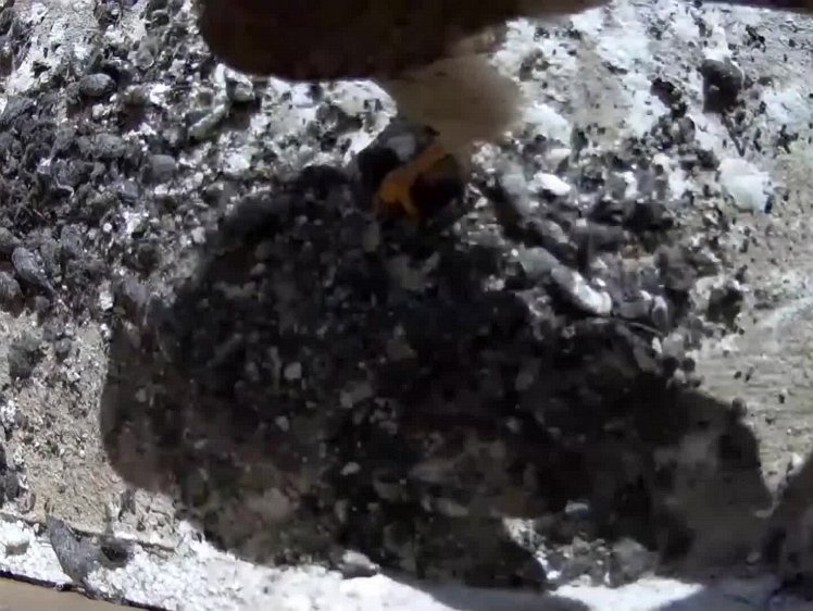 20210723_104531_edit1-0948-top video 09:47 hen brings food, feeds two; again, the smallest gets nothing