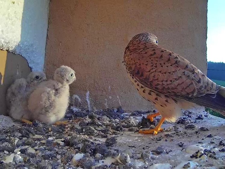Frame_2021-07-23_06-44-44 06:44 the hen brings the first food of the day