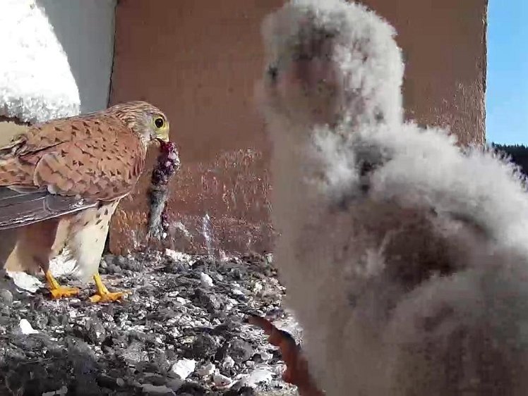 Frame_2021-07-23_08-52-16 08:52 some food and all the chicks get some