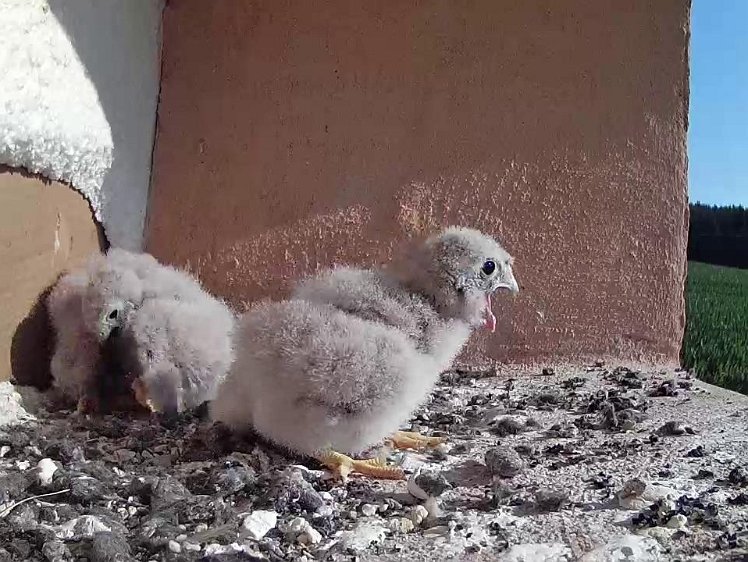 Frame_2021-07-23_08-54-56 08:54 one chick gets most of it