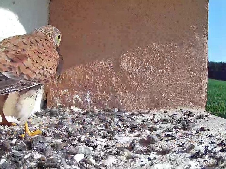 Frame_2021-07-23_09-08-11 09:08 another delivery