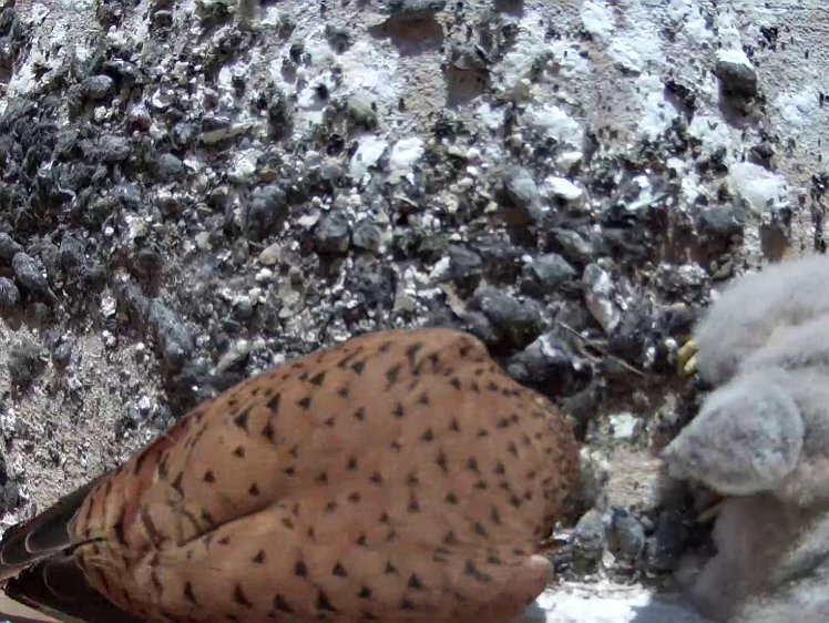 Frame_2021-07-23_09-08-32 09:08 hen brings food, feeds two, the smallest gets nothing