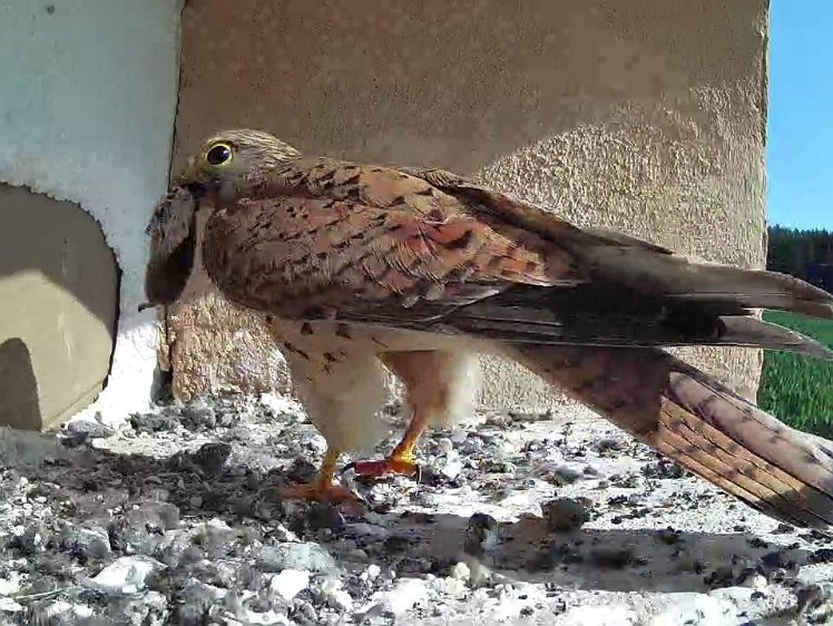Frame_2021-07-23_09-47-58 09:47 hen brings food, feeds two; again, the smallest gets nothing