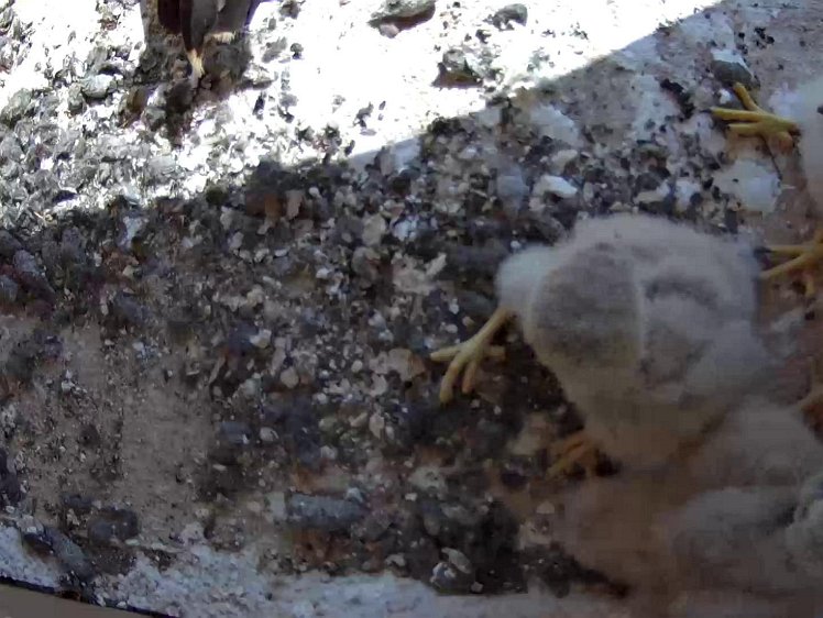 Frame_2021-07-23_11-14-56 11:14 another delivery