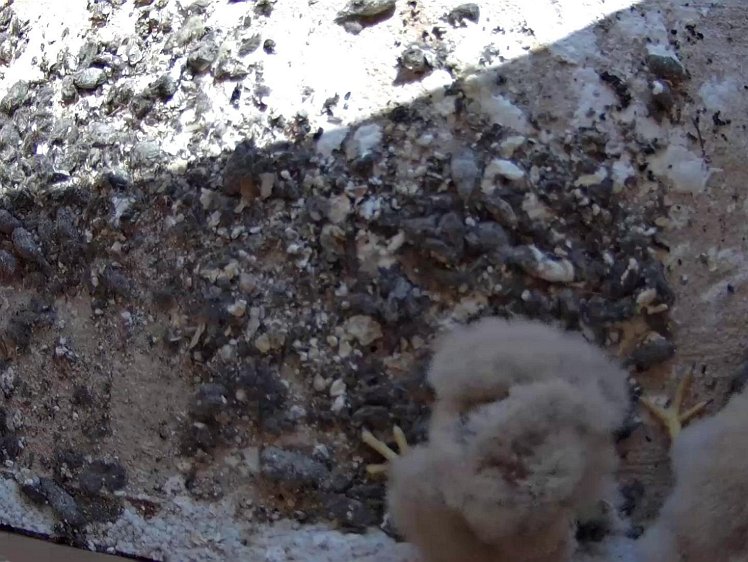 Frame_2021-07-23_11-16-37 11:16 the chicks are left to eat it themselves