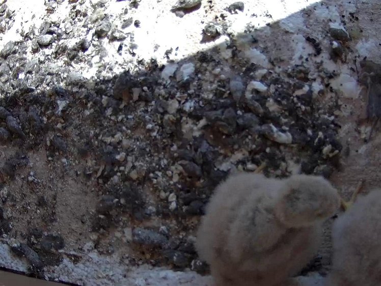 Frame_2021-07-23_11-17-57 11:17 not too successful