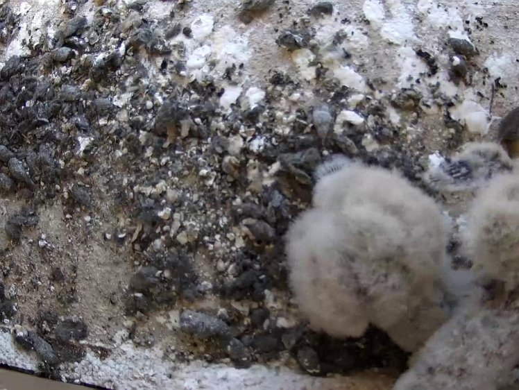 Frame_2021-07-23_12-09-08 12:09 another delivery to tackle