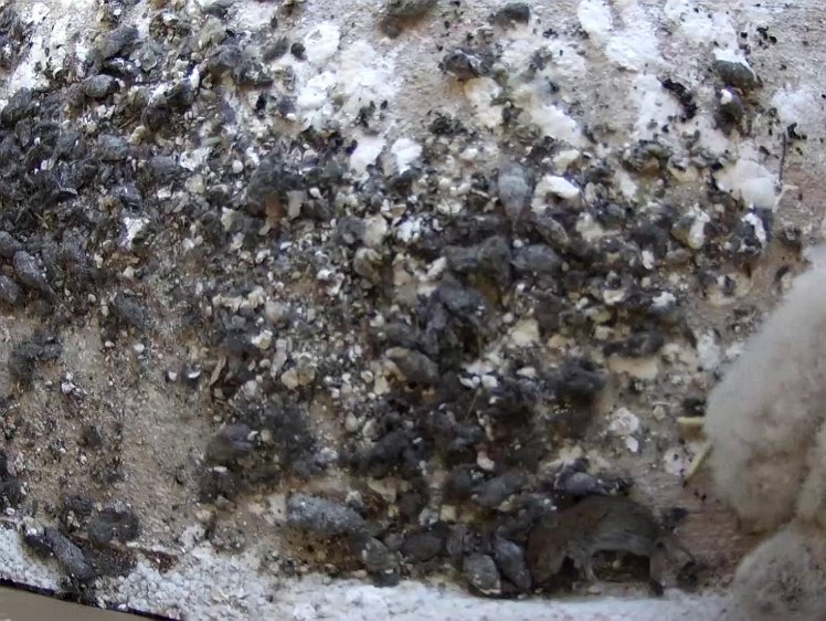 Frame_2021-07-23_12-11-50 12:11 not too successful