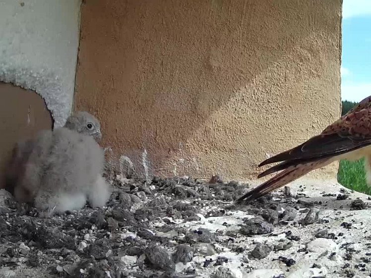 2021-07-24 11-08-21 video 11:08 food delivered and leaves