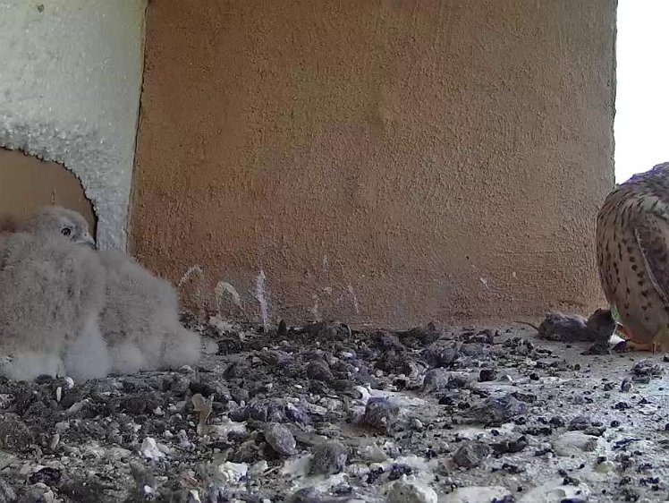 Frame_2021-07-24_06-13-36 06:13 first food