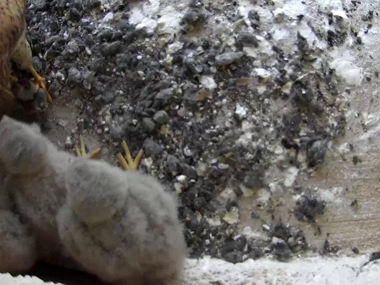 Frame_2021-07-24_06-14-03 06:14 first food