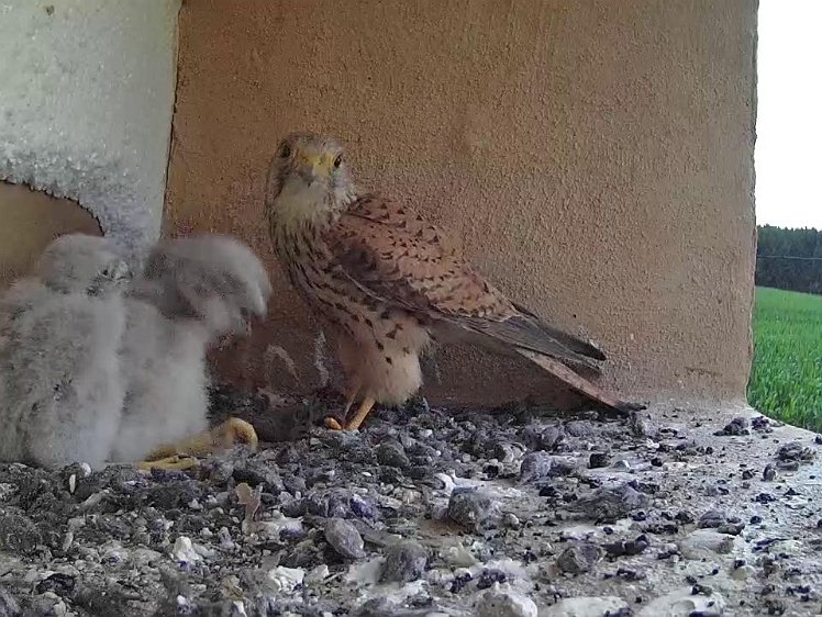 Frame_2021-07-24_06-14-17 06:14