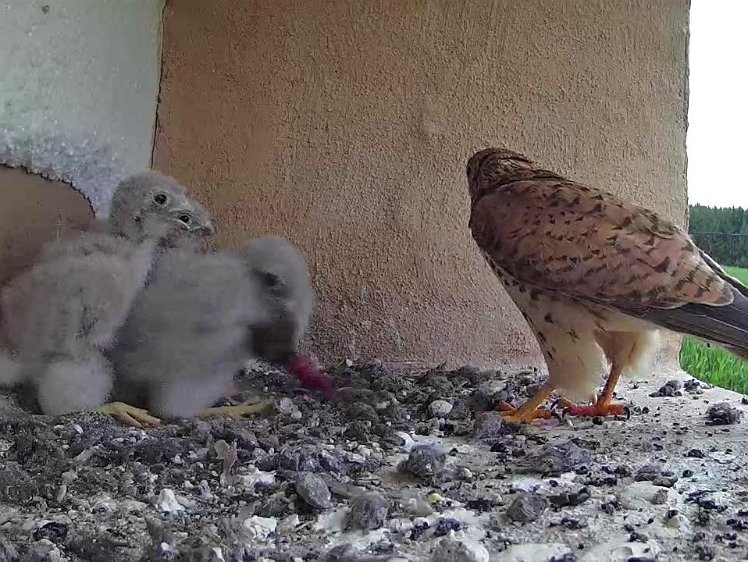 Frame_2021-07-24_06-51-53 06:51 second food