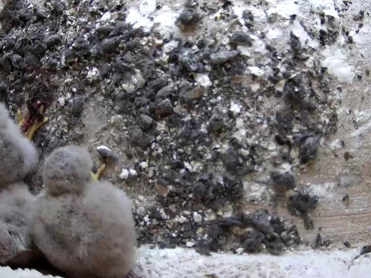 Frame_2021-07-24_06-56-58 06:56 some food left to eat