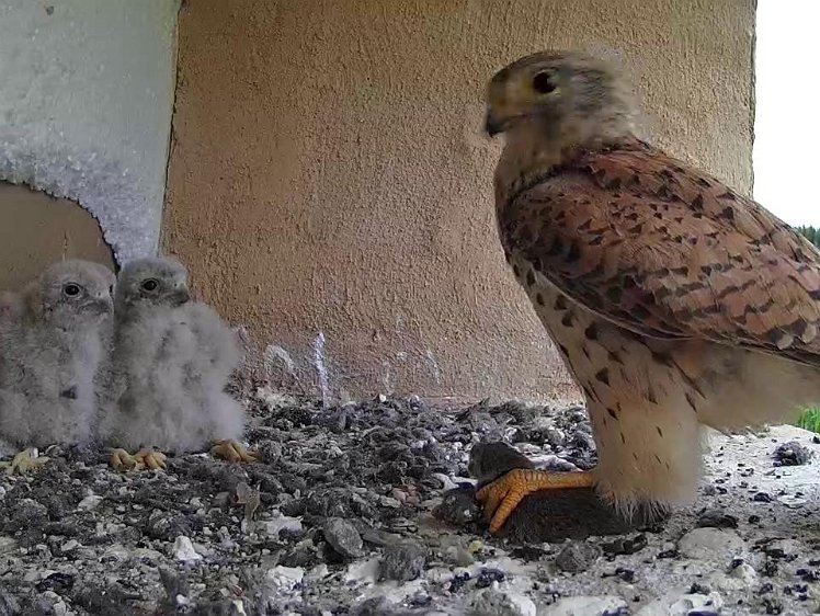 Frame_2021-07-24_07-06-49 07:06 third food