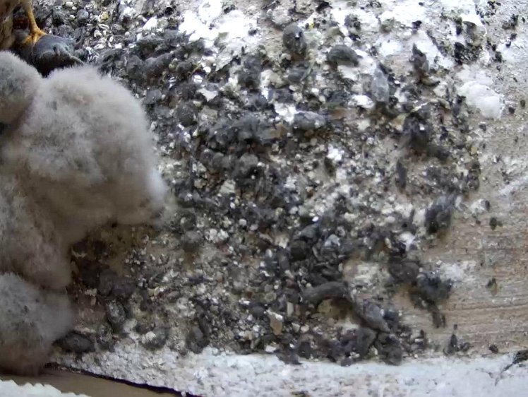 Frame_2021-07-24_07-07-21 07:07 third feed