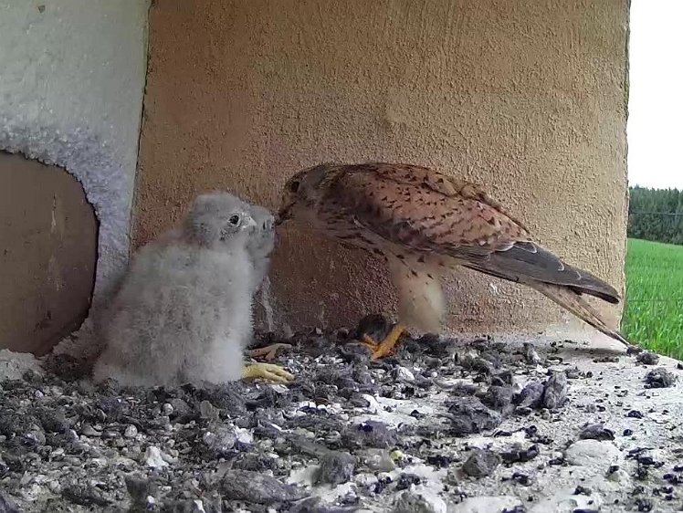 Frame_2021-07-24_07-08-50 07:08 third feed