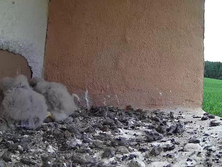 Frame_2021-07-24_08-38-49 08:38 blue tail feathers of a male chick