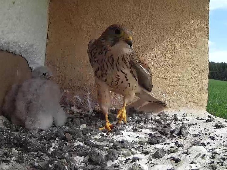 Frame_2021-07-24_11-08-09 11:08