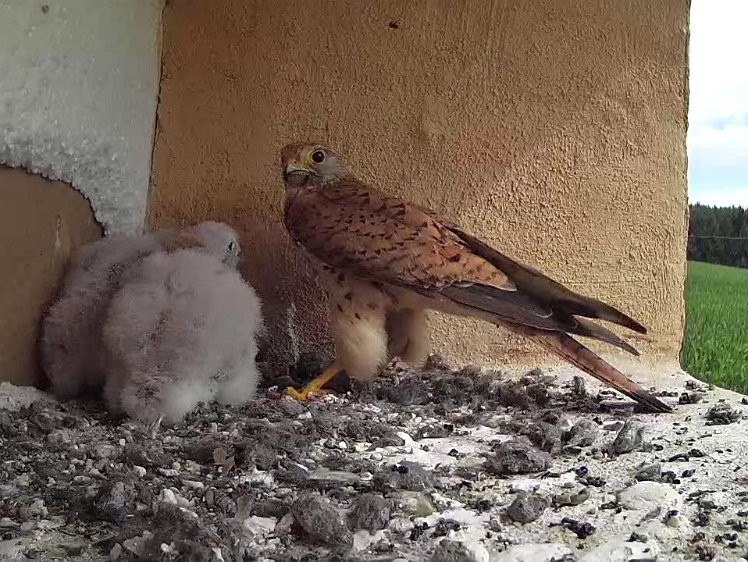 Frame_2021-07-24_11-14-50 11:14 more food