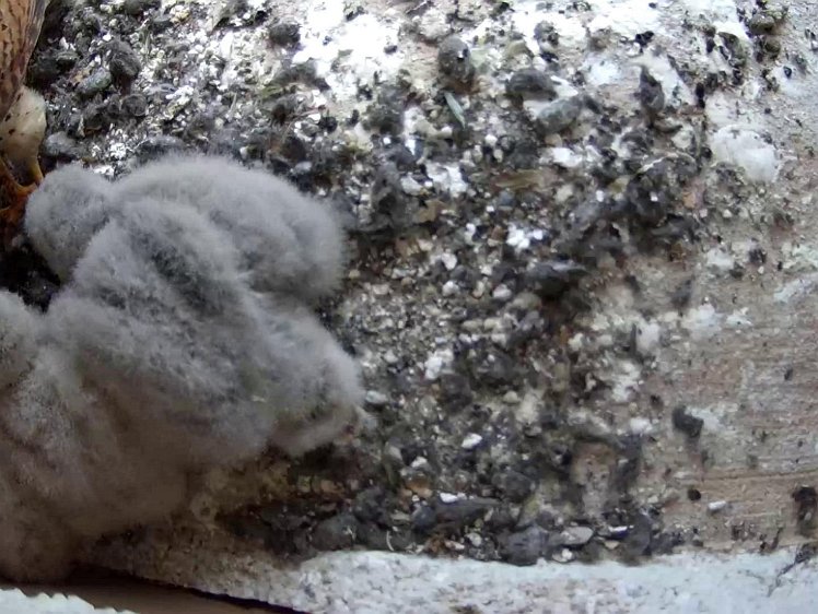 Frame_2021-07-24_11-15-18 11:15 food