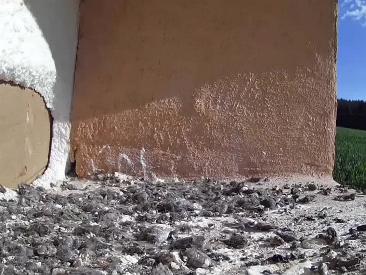 20210725_101634_edit1-0856 video 08:56 the cock delivers food