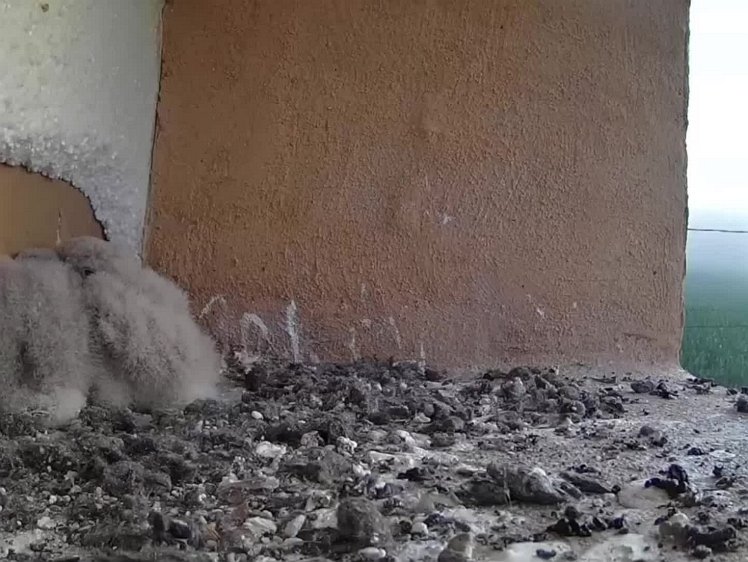 20210725_102010_edit1-0630 video - 0:630 hen delivers first food