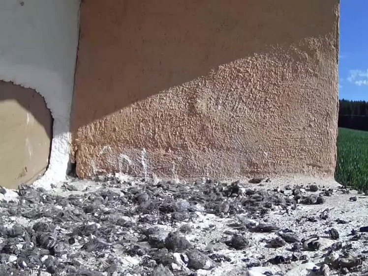 20210725_103528_edit1-0940 video 09:40 the hen brings food