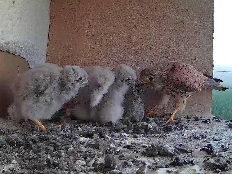 Frame_2021-07-25_06-30-42 06:30 first food