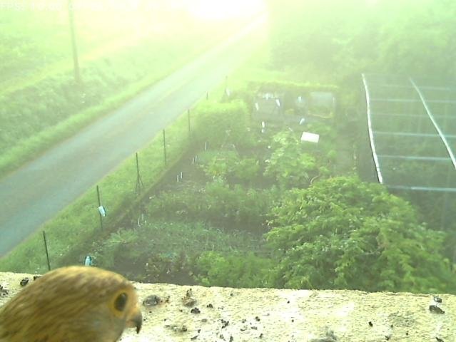 Frame_2021-07-25_06-31-03 06:31 still misty