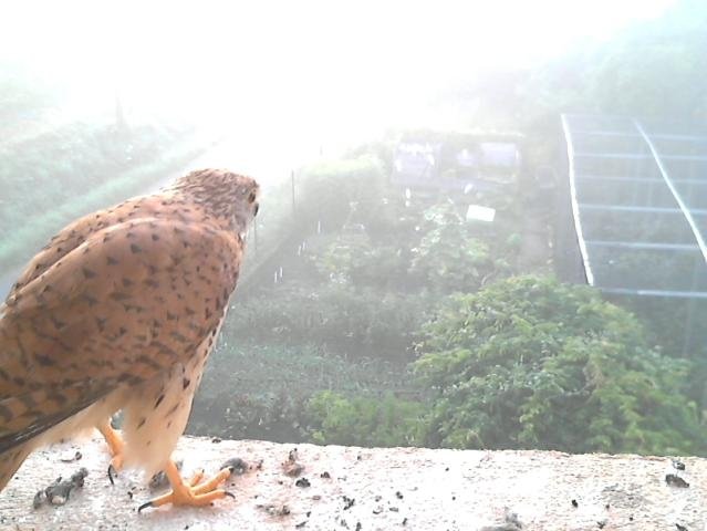 Frame_2021-07-25_06-34-24 06:34 still misty