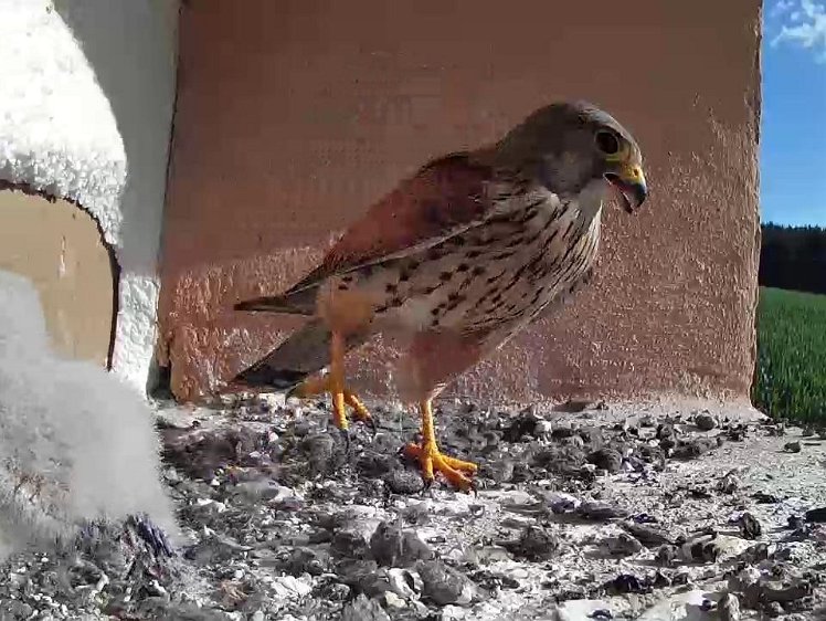 Frame_2021-07-25_08-56-53 08:56 the cock delivers food