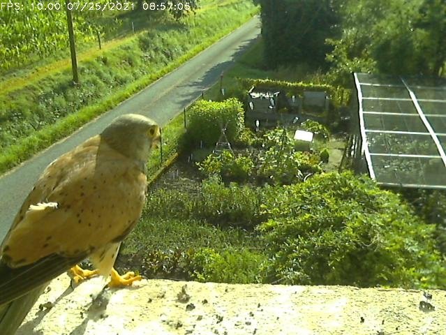 Frame_2021-07-25_08-57-05 08:57 the cock