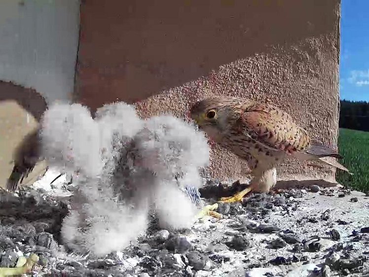Frame_2021-07-25_09-40-23 09:40 the hen brings food