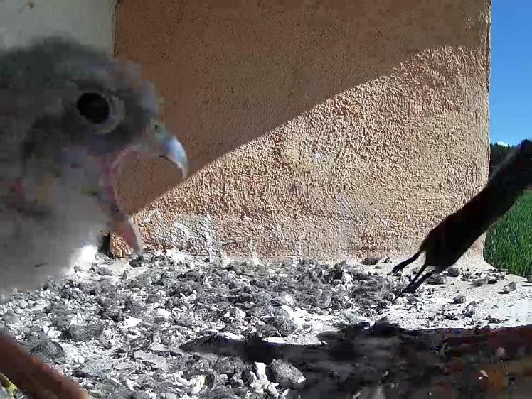 Frame_2021-07-25_10-15-49 10:15 hen delivers