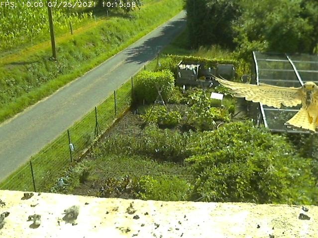 Frame_2021-07-25_10-15-58 10:15 the hen arrives with food
