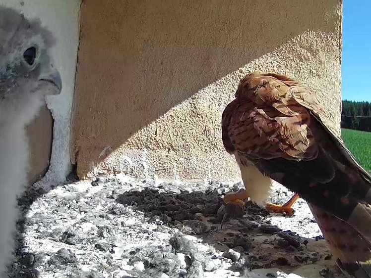 Frame_2021-07-25_10-29-59 10:29 hen delivers