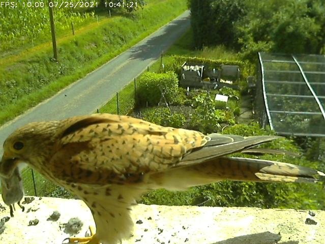 Frame_2021-07-25_10-41-21 10:41 the hen arrives