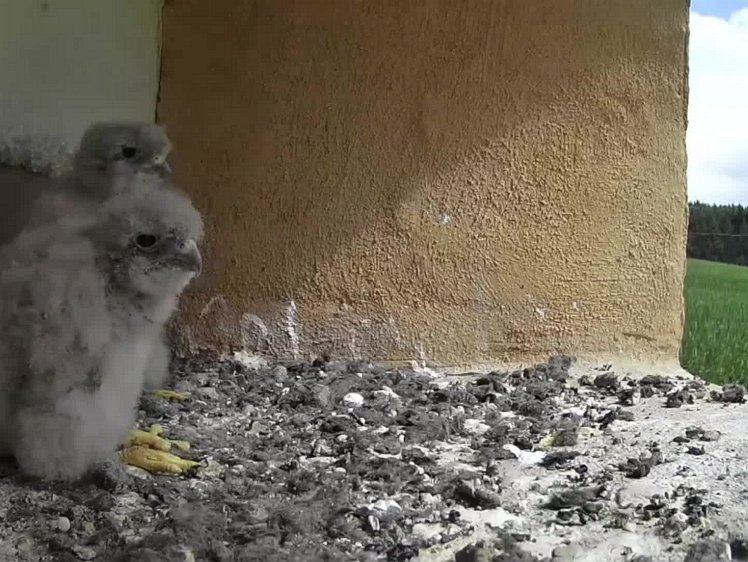 20210726_104628_edit1-1045 video 10:45 the cock finally brings food. One chick grabs it and does not share