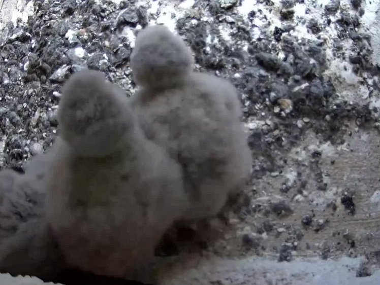 20210726_104930_edit1-1045 video 10:45 the cock finally brings food. One chick grabs it and does not share