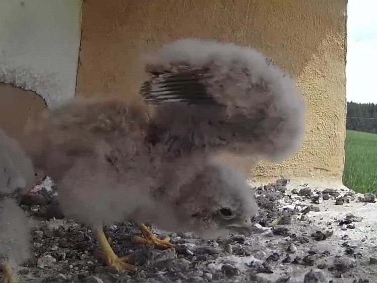 20210726_120711-1204 video 12:04 hen arrives with food