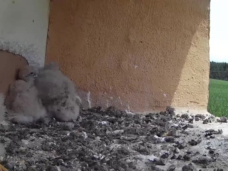 20210726_122414_edit1-1223 video 1233 hen brings food