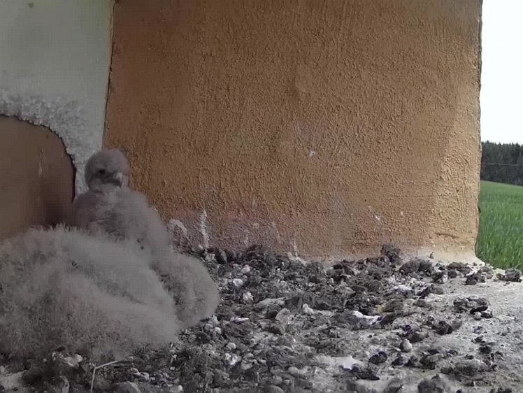 20210726_123925-1239 video 12:39 hen brings food and shares out some uneaten food