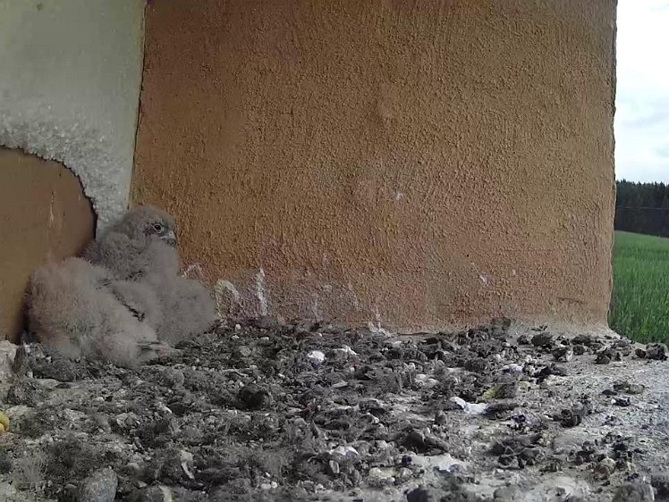 Frame_2021-07-26_09-02-14 09:02 still no food this morning