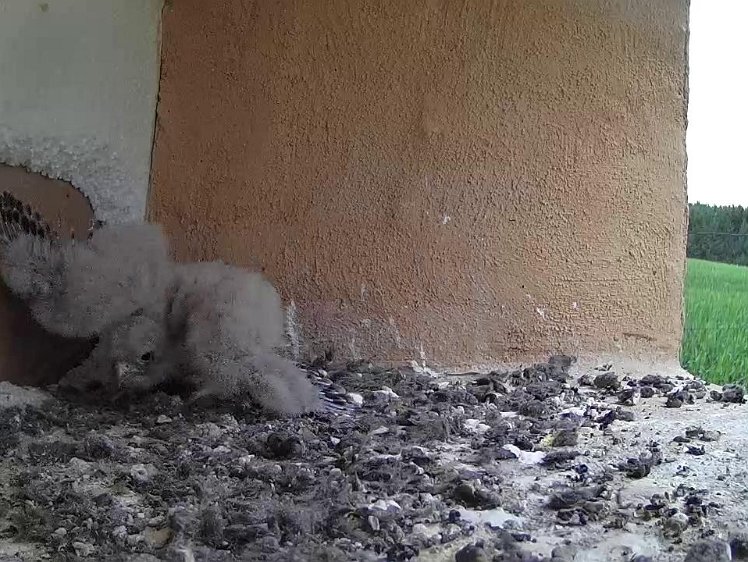 Frame_2021-07-26_10-35-42 10:35 still not been fed