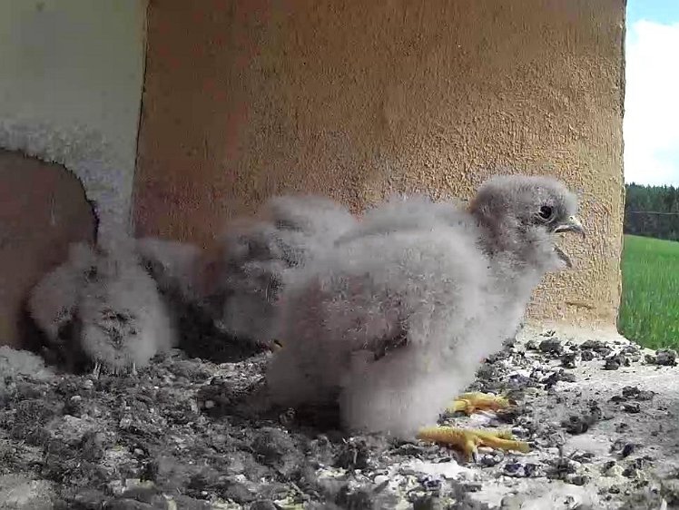 Frame_2021-07-26_10-46-04 10:45 the cock finally arrives with some food