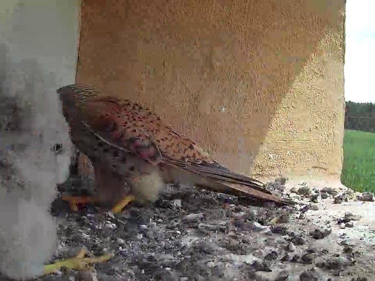 Frame_2021-07-26_12-04-48 12:04 hen arrives with the second food of the day